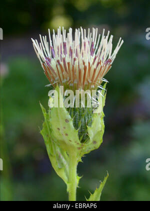 Cavolo thistle (Cirsium oleraceum), infiorescenza, Germania Foto Stock