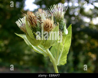 Cavolo thistle (Cirsium oleraceum), infiorescenza, Germania Foto Stock