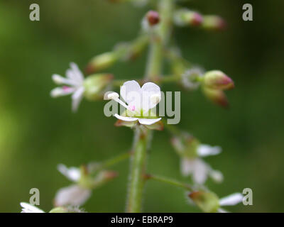 Incantatore's-nightshade (Circaea lutetiana), fiori, Germania Foto Stock