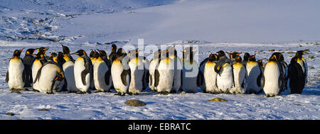 Pinguino reale (Aptenodytes patagonicus), gruppo di neve Antartide, Suedgeorgien, St Andrews Bay Foto Stock