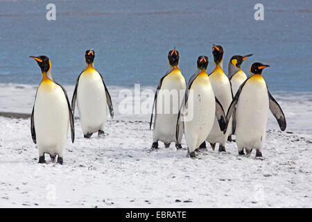 Pinguino reale (Aptenodytes patagonicus), boiacca a snowy costa dell'Oceano Atlantico, l'Antartide, Suedgeorgien, St Andrews Bay Foto Stock
