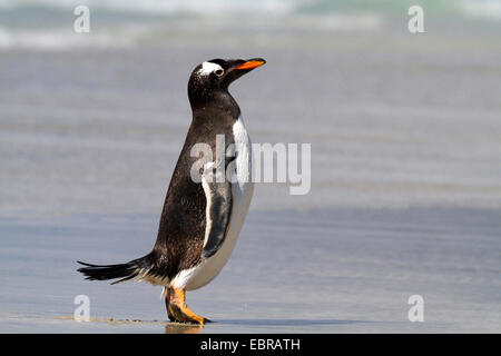 Pinguino gentoo (Pygoscelis papua), sorge sulla spiaggia, Antartide, Isole Falkland Foto Stock