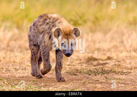 Spotted hyena (Crocuta crocuta), sui mangimi, Kenia Masai Mara National Park Foto Stock