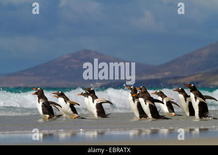 Pinguino gentoo (Pygoscelis papua), gruppo in esecuzione nel mare, Antartide, Isole Falkland, sirene Isola Foto Stock