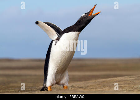Pinguino gentoo (Pygoscelis papua), sbattimenti ali e chiamando, Antartide, Isole Falkland Foto Stock