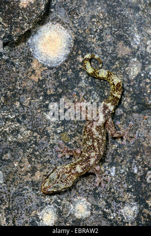 Foglia europeo-toed gecko (Phyllodactylus europaeus), ben mimetizzata su una roccia, Francia, Corsica Foto Stock