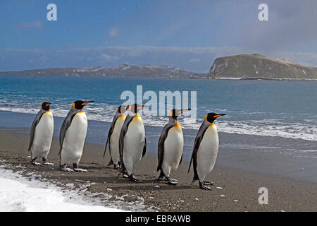 Pinguino reale (Aptenodytes patagonicus), boiacca a snowy costa dell'Oceano Atlantico, l'Antartide, Suedgeorgien, St Andrews Bay Foto Stock