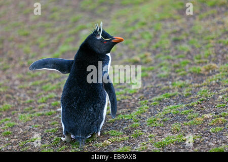 Pinguino saltaroccia (Eudyptes chrysocome), in terra desolata, l'Antartide, Isole Falkland, sirene Isola Foto Stock