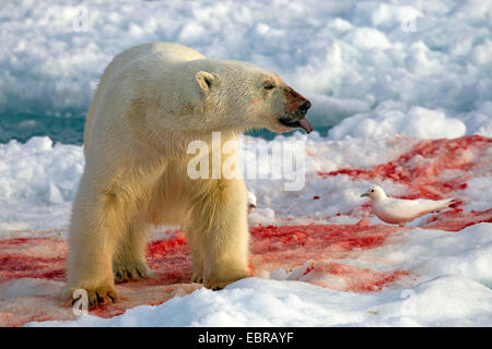 Orso polare (Ursus maritimus), sulla sanguinosa glaçon con gabbiano, Norvegia Isole Svalbard Foto Stock