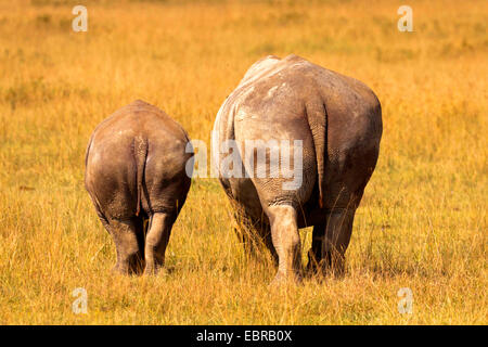 Rinoceronte bianco, quadrato-rhinoceros a labbro, erba rinoceronte (Ceratotherium simum), femmina e vitello di Savannah, Kenia Masai Mara National Park Foto Stock