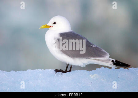 Nero-zampe (kittiwake Rissa tridactyla, Larus tridactyla), sorge sulla neve, Norvegia Isole Svalbard Foto Stock