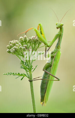 Unione depredavano mantis (mantide religiosa), femmina seduta a yarrow in cerca di preda, Germania Foto Stock