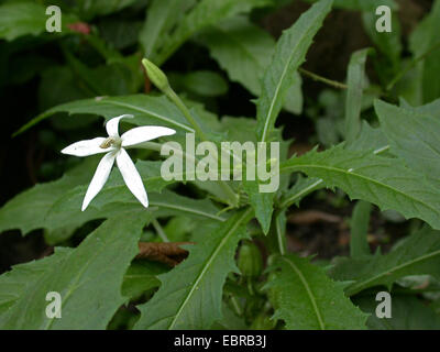 Laurentia, Stella di Betlemme (Laurentia longiflora, Isotoma longiflora, Hippobroma longiflora), fioritura Foto Stock