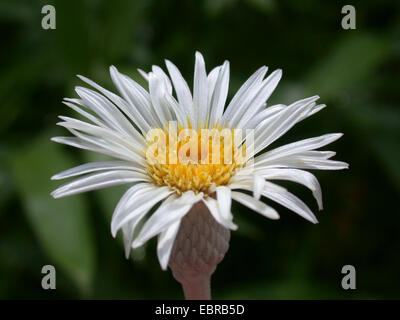 Marlborough rock daisy (Pachystegia insignis, Olearia insignis), fioritura Foto Stock