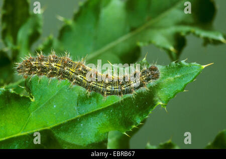 Dipinto di lady (Cynthia cardui, Vanessa cardui, Pyrameis cardui, dipinta lady caterpillar scuttling su una foglia, Germania Foto Stock