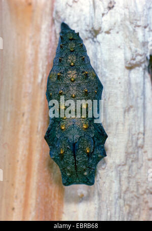 Red admiral (Vanessa Atalanta, Pyrameis atalanta), pupa, Germania Foto Stock