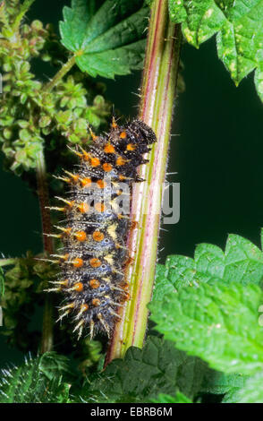 Red admiral (Vanessa Atalanta, Pyrameis atalanta), Caterpillar a uno stelo, Germania Foto Stock