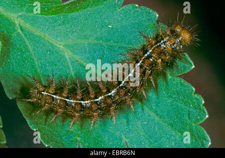 Dipinto di lady (Cynthia cardui, Vanessa cardui, Pyrameis cardui, dipinta lady caterpillar scuttling su una foglia, Germania Foto Stock