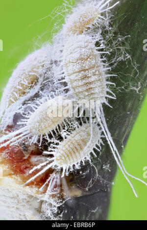 Longtailed mealybug (Pseudococcus longispinus), su un germoglio Foto Stock