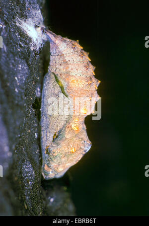 Red admiral (Vanessa Atalanta, Pyrameis atalanta), pupa, Germania Foto Stock