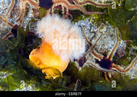 Clonale anemone plumose, frilled anemone, plumose anemone marittimo, marrone anemone marittimo, plumose (anemone Metridium senile,), con fragili stelle Foto Stock