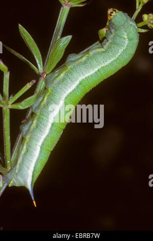 Hummingbird hawkmoth (Macroglossum stellatarum), Hummingbird hawkmoth presso un germoglio, Germania Foto Stock