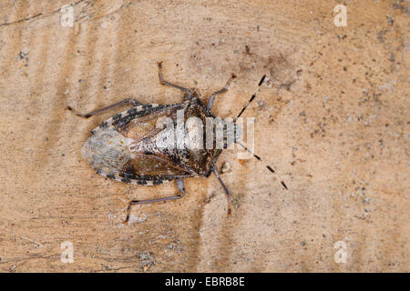 Il fetore bug, scudo bug (Rhaphigaster nebulosa), seduti su legno, Germania Foto Stock