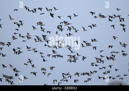 Brent goose (Branta bernicla), flying gregge, Paesi Bassi, Texel Foto Stock