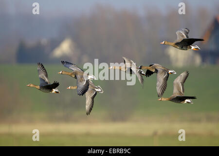 Bianco-fronteggiata goose (Anser albifrons), tropp oche selvatiche sbarco, in Germania, in Renania settentrionale-Vestfalia, Basso Reno Foto Stock