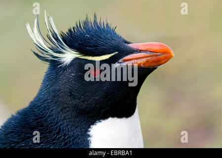 Pinguino saltaroccia (Eudyptes chrysocome), ritratto, Antartide, Isole Falkland, sirene Isola Foto Stock