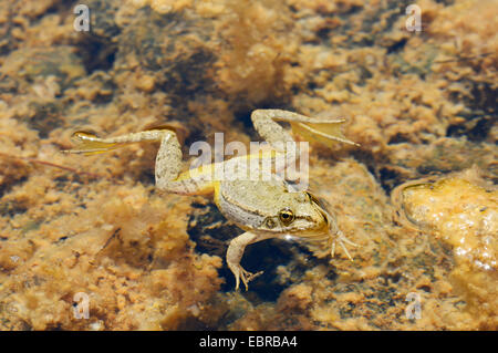 Rana di palude, il lago di rana (Rana ridibunda, Pelophylax ridibundus), nuoto, Turchia, Dalyan Foto Stock