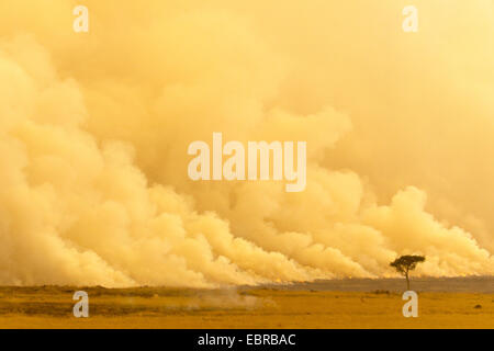 Fire a Savannah, Kenia Masai Mara National Park Foto Stock
