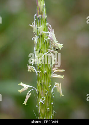 Nero twitch, sottile coda di volpe, nero-erba (Alopecurus mvosuroides), infiorescenza, Germania Foto Stock