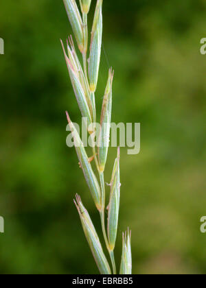 Gramigna, twitch, quick erba, erba quitch, quitch, cane erba, quackgrass, gramolazione erba, witchgrass (Agropyron repens, Elymus repens), infiorescenza, in Germania, in Renania settentrionale-Vestfalia Foto Stock