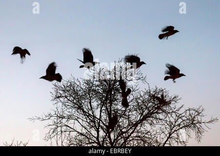 Cornacchia mantellata (Corvus corone cornix, Corvus cornix), cornacchie grige volare fino a partire da un albero dormiente nel crepuscolo, Norvegia, Troms, Tromsoe Foto Stock