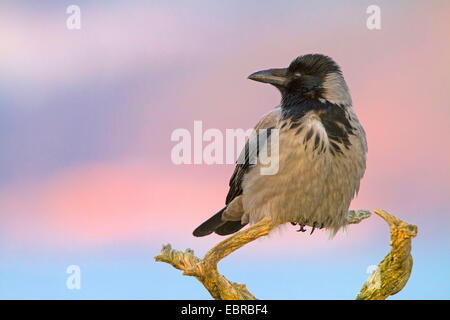 Cornacchia mantellata (Corvus corone cornix, Corvus cornix), seduto su un ramo, Norvegia Trondheim Foto Stock