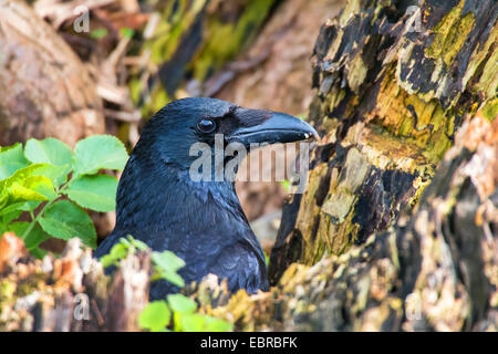 Carrion crow (Corvus corone, Corvus corone corone), seduto su un albero, Germania Foto Stock