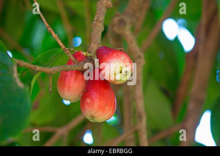 Rosa mela (Eugenia javanica), frutti su un albero, Costa Rica Foto Stock