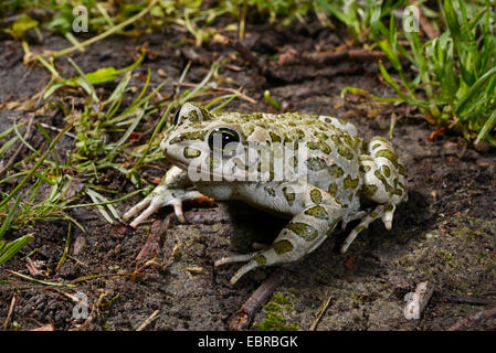 Orientale il rospo verde, variegato orientale toad (Bufo viridis coenobita, Bufo coenobita), seduto a terra, Bulgaria Foto Stock