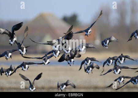 Brent goose (Branta bernicla), gregge a partire, Paesi Bassi, Texel Foto Stock