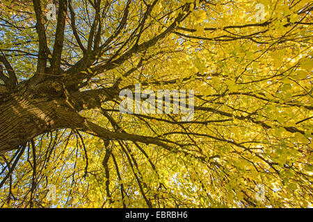 Grandi lasciava in calce, tiglio (Tilia platyphyllos), con golden Foglie di autunno, in Germania, in Baviera Foto Stock