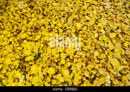 Grandi lasciava in calce, tiglio (Tilia platyphyllos), golden Foglie di autunno sul terreno, in Germania, in Baviera Foto Stock