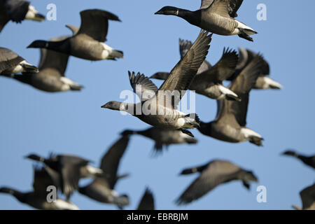 Brent goose (Branta bernicla), flying gregge, Paesi Bassi, Texel Foto Stock