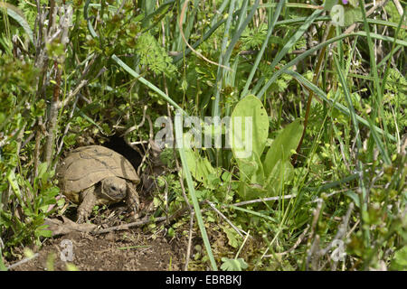 Eurasian sperone-thighed tartaruga, sperone mediterraneo-thighed, tartaruga testuggine comune, tartaruga greca (Testudo graeca ibera, Testudo ibera), giovane animale lasciando il suo inverno trimestre, Bulgaria, Biosphaerenreservat Ropotamo Foto Stock