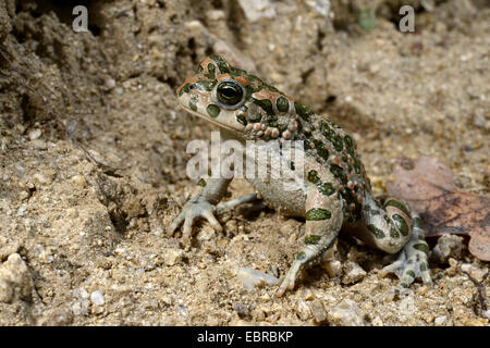 Orientale il rospo verde, variegato orientale toad (Bufo viridis coenobita, Bufo coenobita), in difesa della postura, Bulgaria, Pirin-Gebirge, Melnik Foto Stock