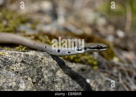 Collare corridore nana, rosso frusta Snake (Platyceps collaris, Coluber rubriceps), ritratto, Bulgaria, Biosphaerenreservat Ropotamo Foto Stock