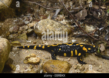 Unione salamandra pezzata (Salamandra salamandra beschkovi ), sottospecie endemica dalla Bulgaria Bulgaria, Pirin-Gebirge, il Parco Nazionale di Pirin Foto Stock