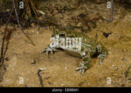 Orientale il rospo verde, variegato orientale toad (Bufo viridis coenobita, Bufo coenobita), sulla riva di un laghetto, Bulgaria, Pirin-Gebirge, Melnik Foto Stock