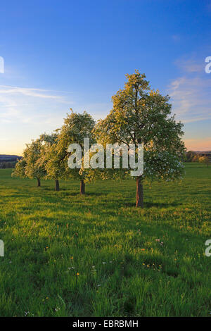 La pera comune (Pyrus communis), fioritura peri in primavera, Svizzera, Zuercher bernese Foto Stock