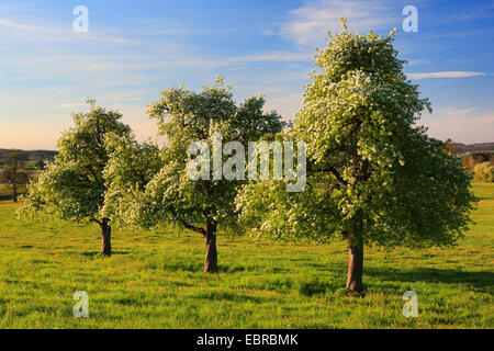 La pera comune (Pyrus communis), fioritura peri in primavera, Svizzera, Zuercher bernese Foto Stock